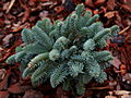 Abies procera Wiesmmor Nixe IMG_1571 Jodła szlachetna